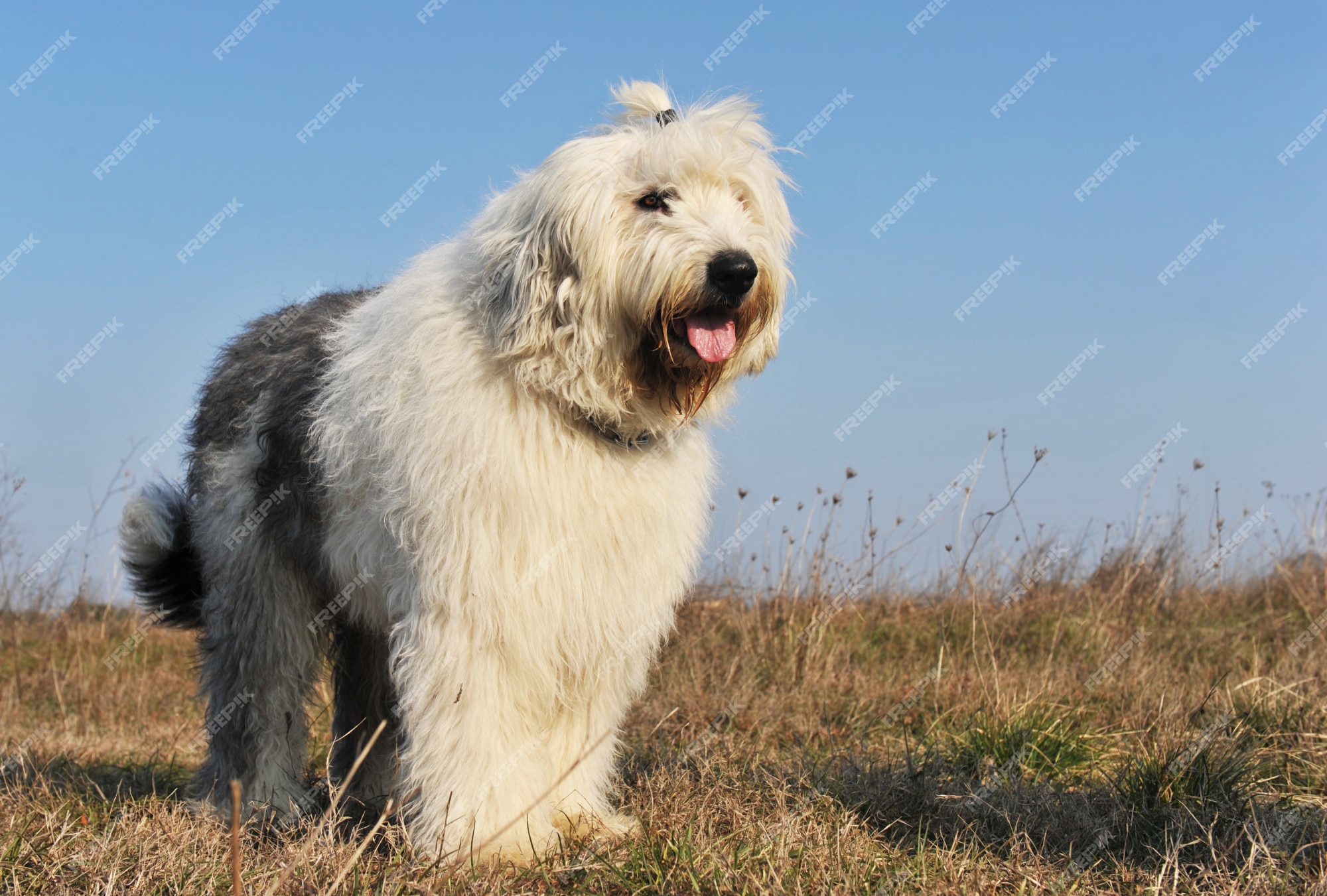 lindo cachorro collie barbudo triste inglês velho cão pastor