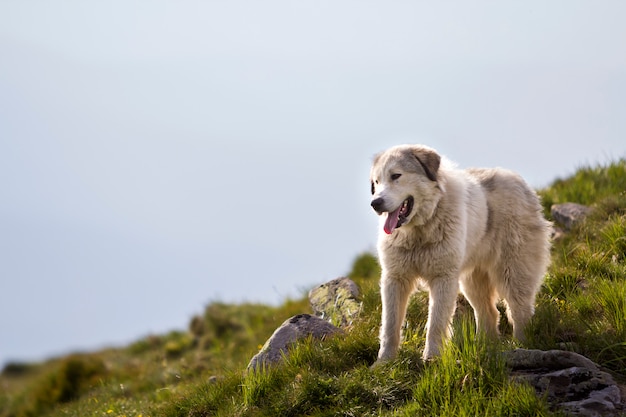 Cão de pastor inteligente crescido desgrenhado branco grande que está sozinho na montanha rochosa gramada verde íngreme