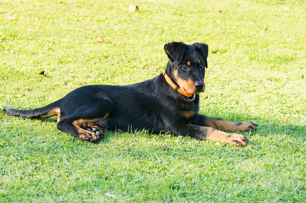 Cão de pastor jovem adorável atento e deitado na grama verde