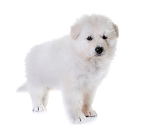 cão de pastor suíço branco do filhote de cachorro