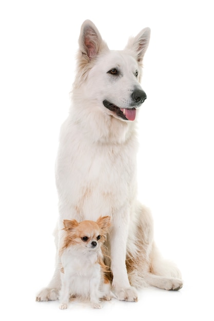 Cão de pastor suíço branco e chihuahua