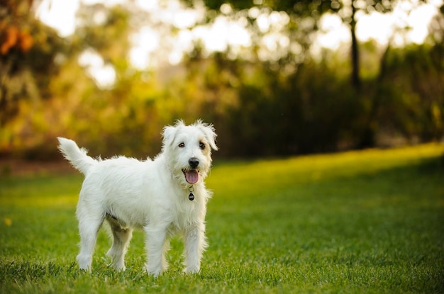 Cão de pé ao ar livre