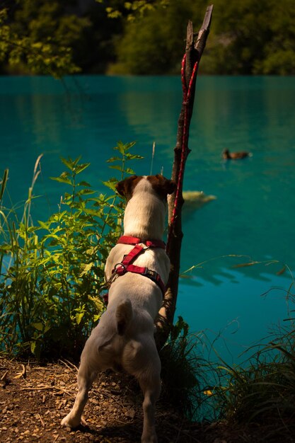 Foto cão de pé ao lado do lago