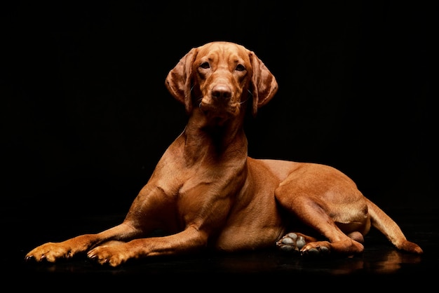 Cão de pé contra fundo preto