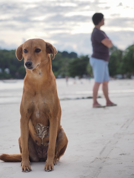 Cão de pé contra o céu