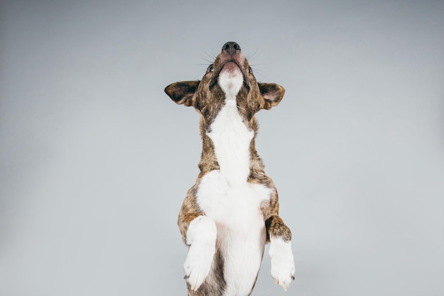 Cão de pé contra um fundo cinzento