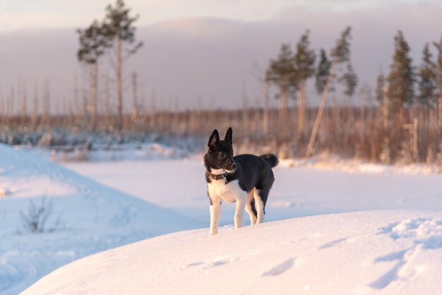 Foto cão de pé em terra coberta de neve