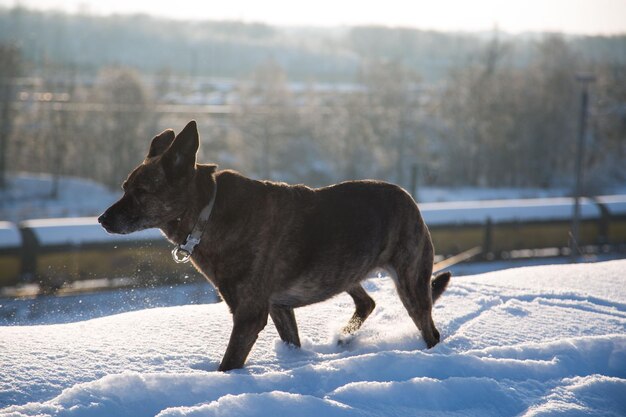 Foto cão de pé em terra coberta de neve