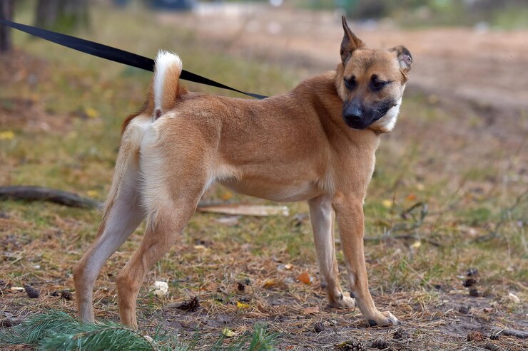 Foto cão de pé em terra