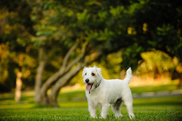 Cão de pé em um campo de grama no parque