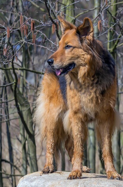 Foto cão de pé em uma rocha contra plantas