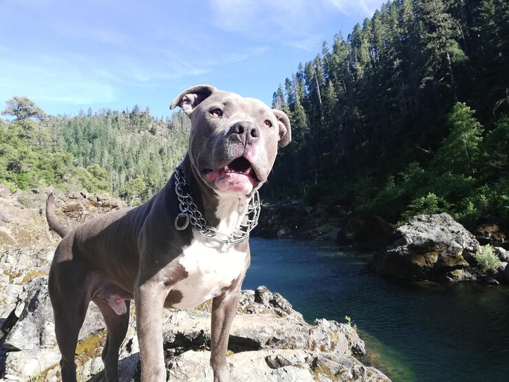 Foto cão de pé na água