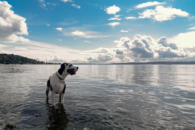 Cão de pé na costa na praia