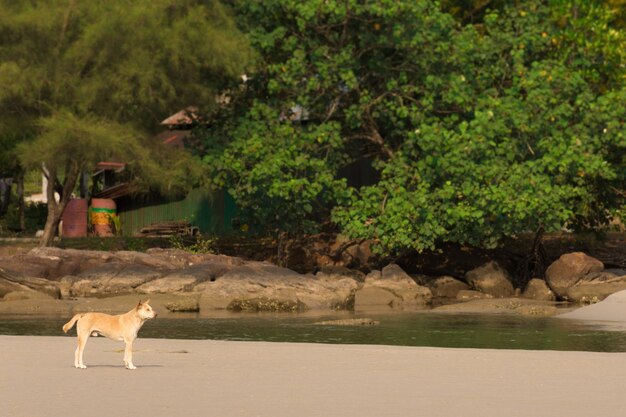 Foto cão de pé na estrada