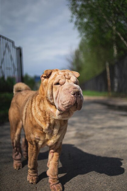 Foto cão de pé na estrada