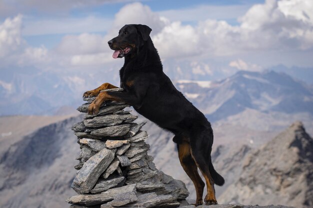 Foto cão de pé na montanha contra o céu