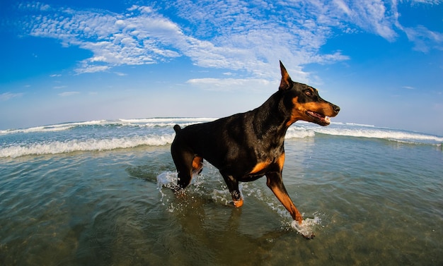 Foto cão de pé na praia contra o céu