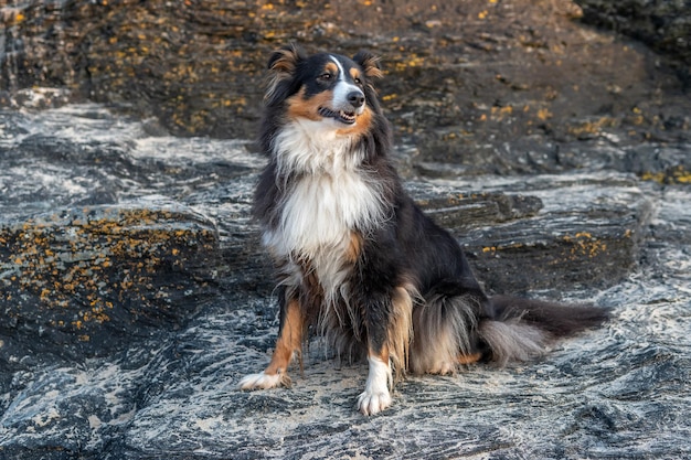 Foto cão de pé na rocha