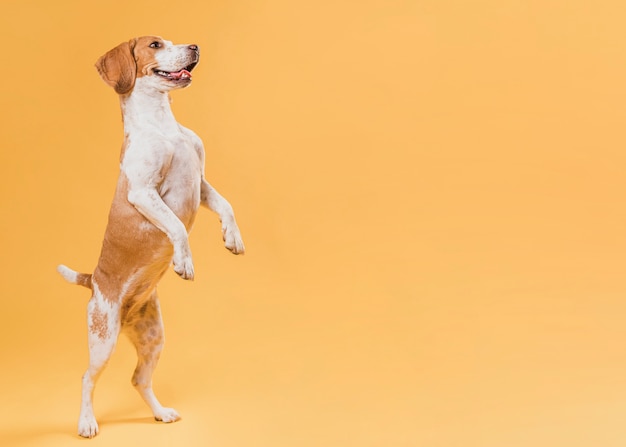 Foto cão de pé nas patas com espaço de cópia