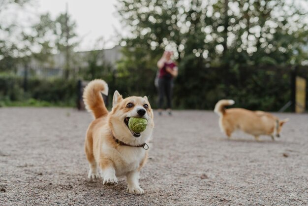 Cão de pé no campo