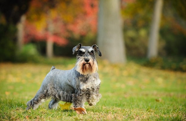 Cão de pé no campo