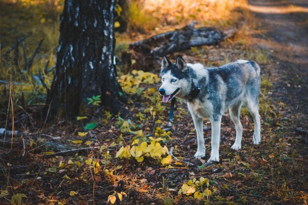 Foto cão de pé no campo