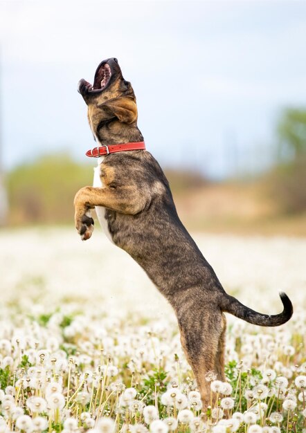 Foto cão de pé no campo