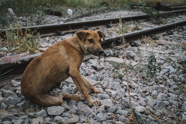 Foto cão de pé no campo