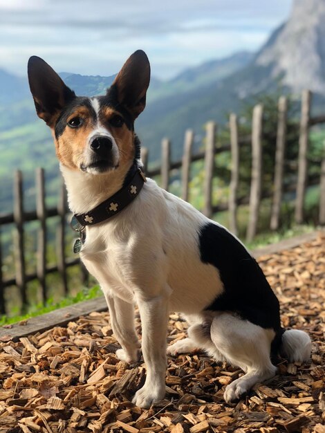 Foto cão de pé no campo