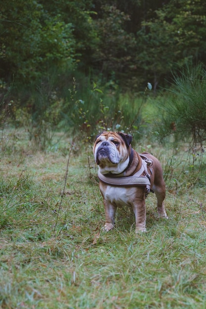 Foto cão de pé no campo