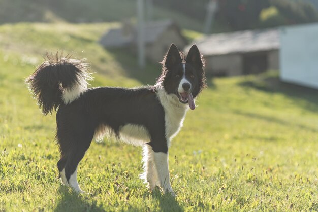 Foto cão de pé no campo