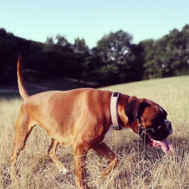 Foto cão de pé no campo