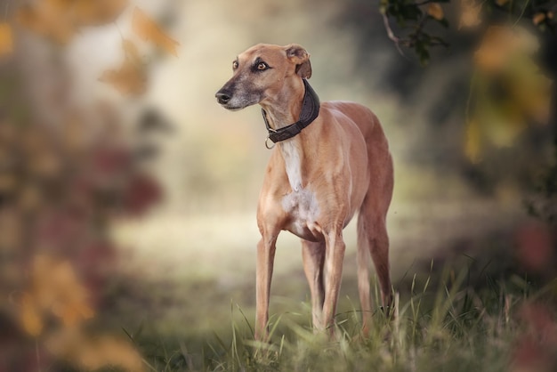 Foto cão de pé no campo