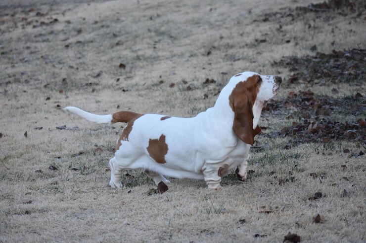 Foto cão de pé no campo