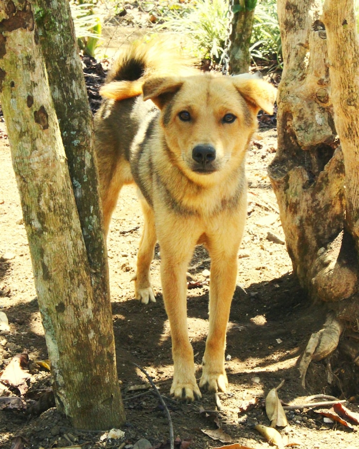 Foto cão de pé no tronco da árvore