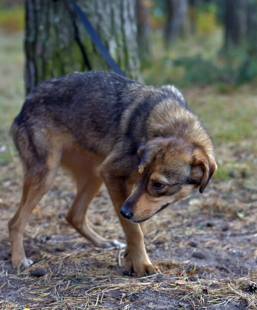 Foto cão de pé num campo