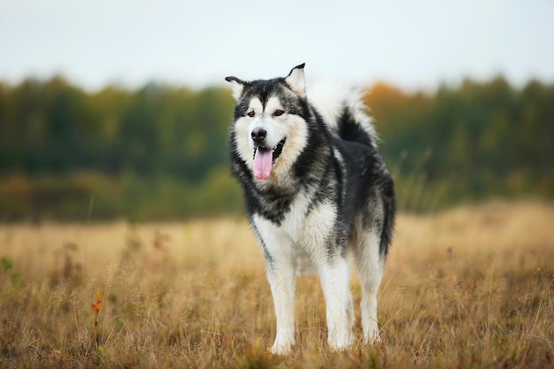 Foto cão de pé num campo