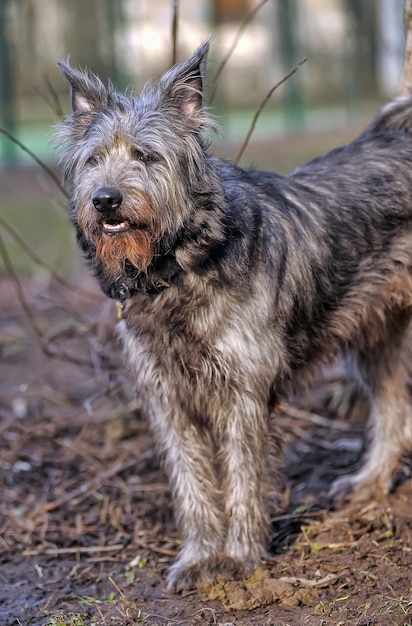 Foto cão de pé num campo