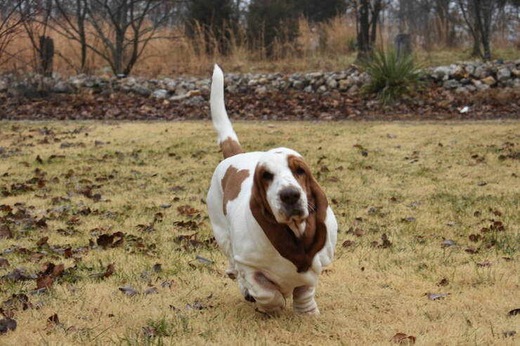 Foto cão de pé num campo