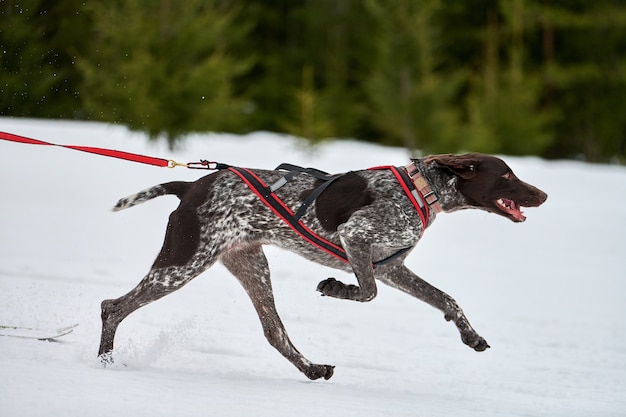 Cão de ponteiro em execução em corridas de cães de trenó. competição de trenós esportivos de inverno