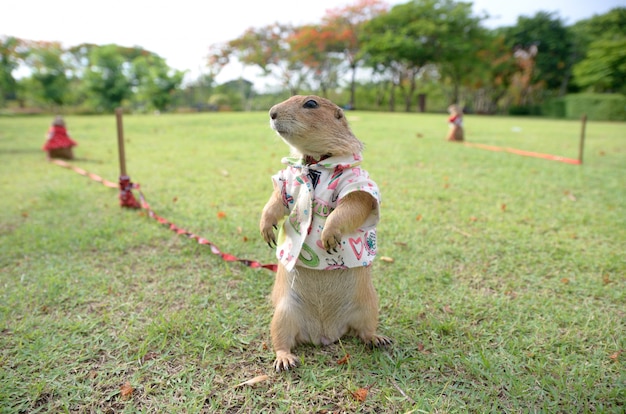 cão de pradaria