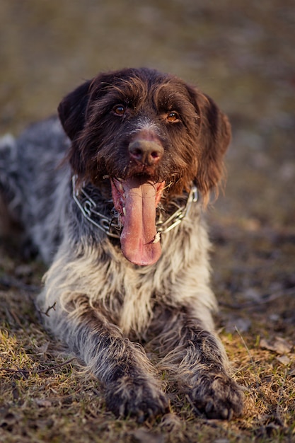 Foto cão de puro-sangue de caça bonito drathaar. raça alemã. retrato de um animal de estimação.