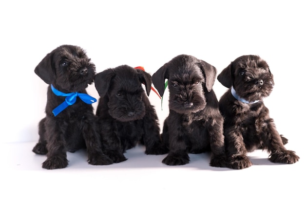 Cão de quatro Snauzer isolado no fundo branco. Grupos de filhotes de schnauzer miniatura.