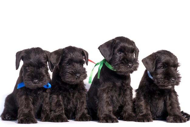 Cão de quatro Snauzer isolado no fundo branco. Grupos de filhotes de schnauzer miniatura.