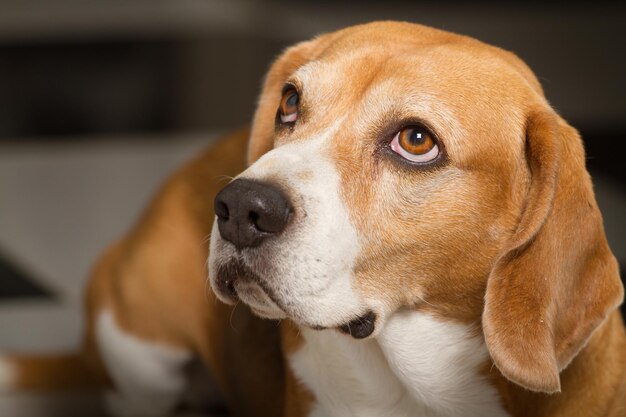 Cão de raça Beagle com olhar para cima