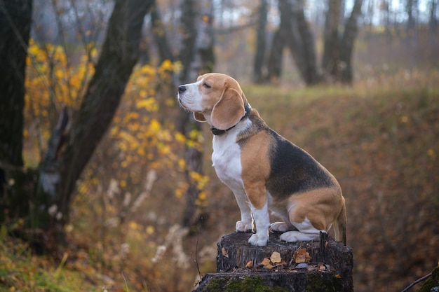 Cão de raça Beagle engraçado sentado em um toco no parque de outono