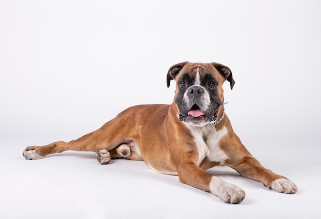 Cão de raça boxer sentado no chão com branco