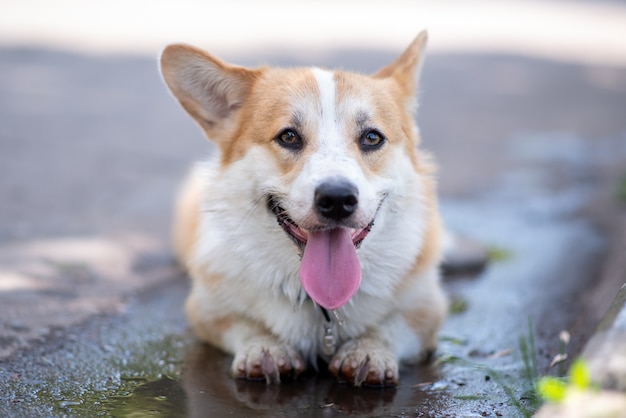 Cão de raça corgi encontra-se em uma poça na estrada