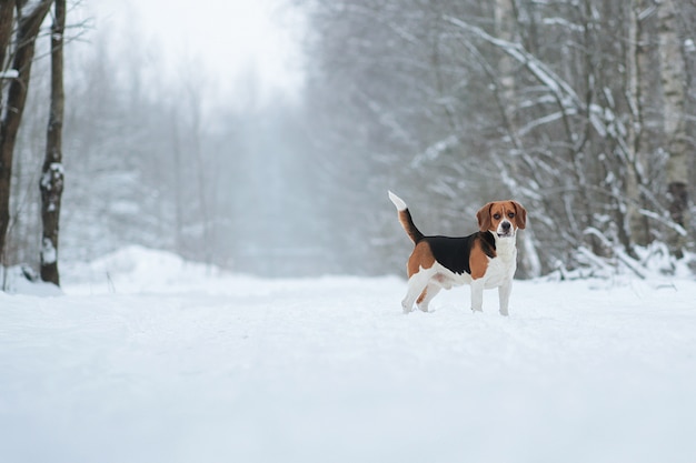 Cão de raça de beagle americano parado na floresta de inverno