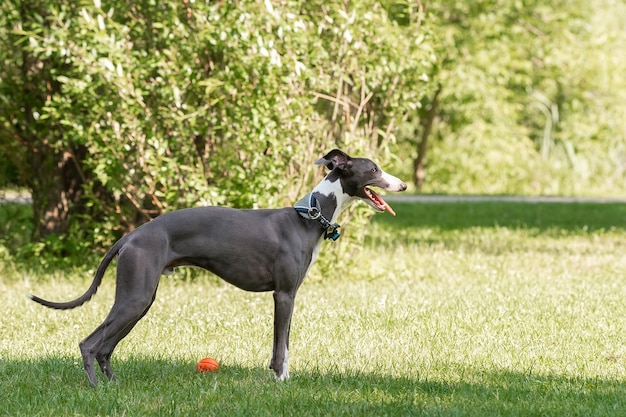 Foto cão de raça de cão greyhound na grama verde